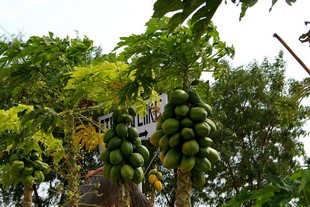 751 Namibia Okt 2006 Papayas.JPG